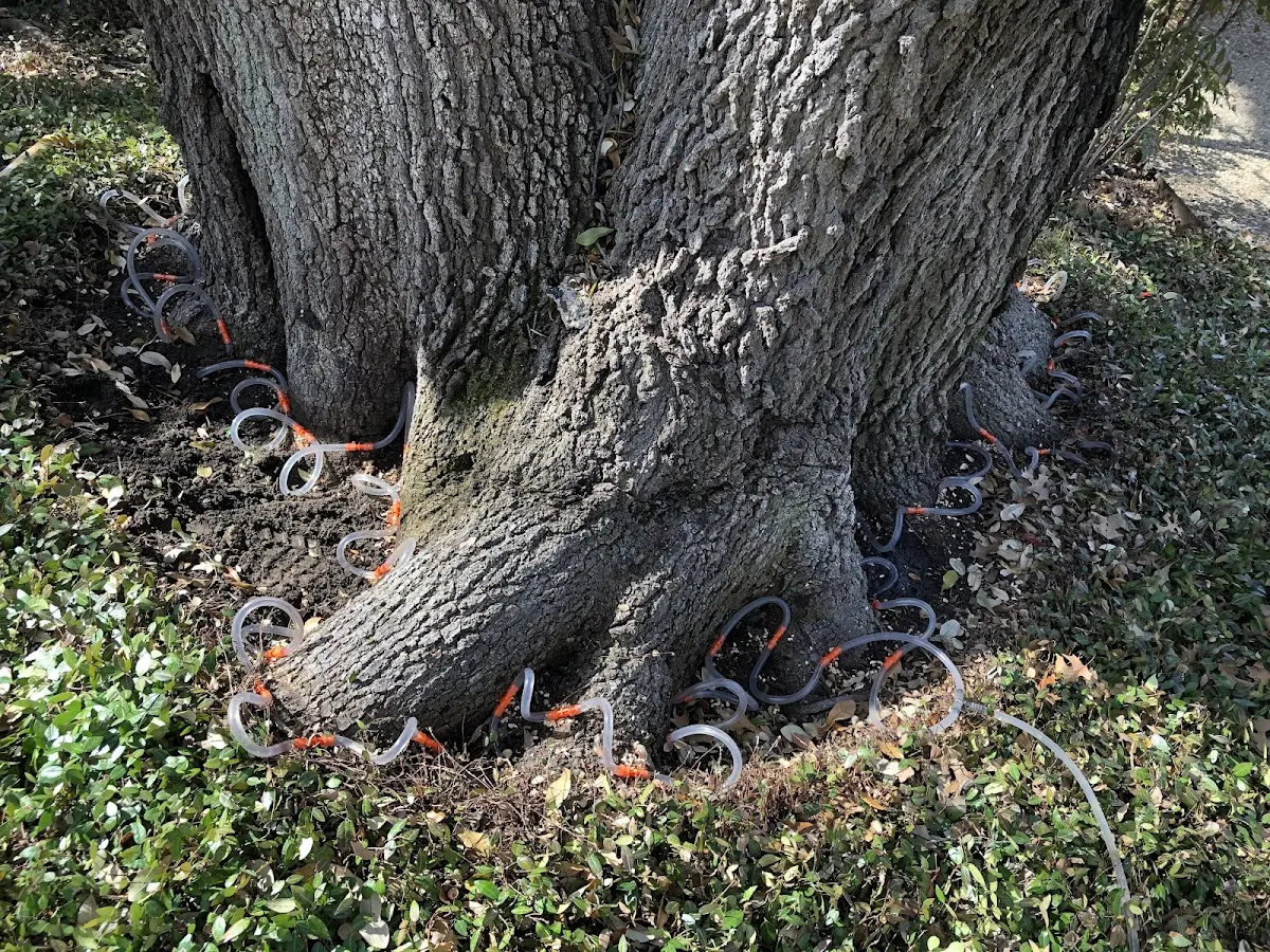 Detailed Tree Cabling and Bracing job site in Carefree